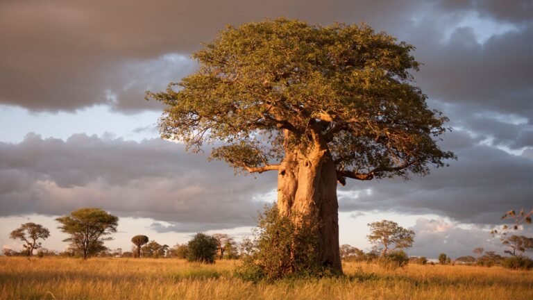 boabab tree at tarangire-national-park