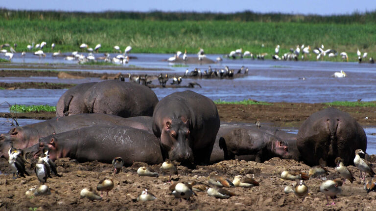 lake manyara-national-park hippo