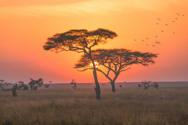 Serengeti National Park sunset with acacia trees